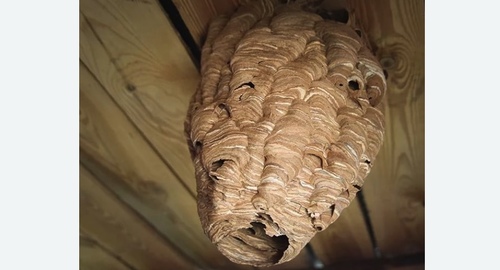 Обработка от шершней Цветной бульвар метро Москвы