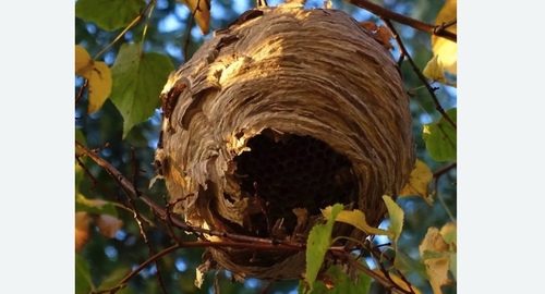Уничтожение шершней Цветной бульвар метро Москвы