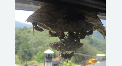 Уничтожение гнёзд шершней Цветной бульвар метро Москвы