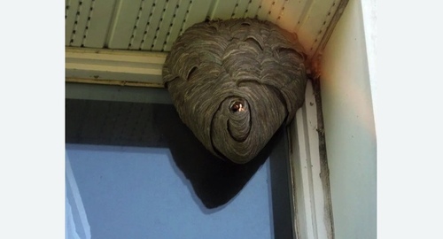 Уничтожение ос Цветной бульвар метро Москвы