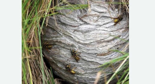 Уничтожение ос и ульев Цветной бульвар метро Москвы