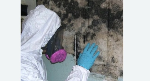 Уничтожение плесени Цветной бульвар метро Москвы