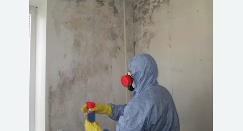 Удаление плесени в квартире. Цветной бульвар
