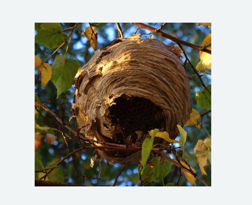 Обработка от шершней Цветной бульвар метро Москвы