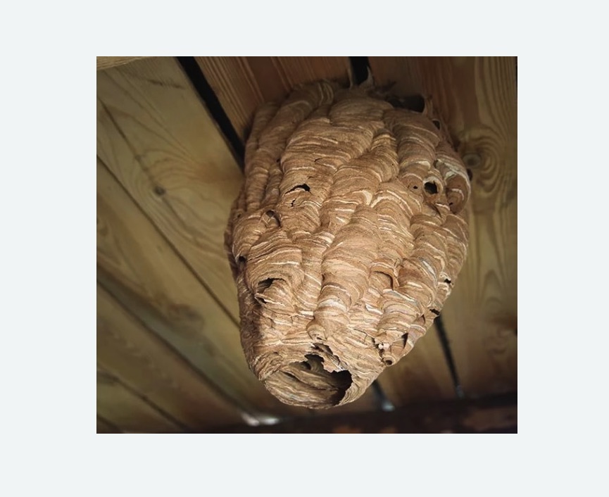 обработка от шершней Цветной бульвар метро Москвы