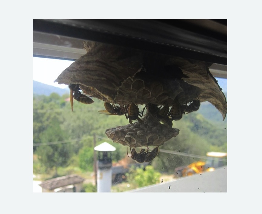 Уничтожение гнёзд шершней Цветной бульвар метро Москвы