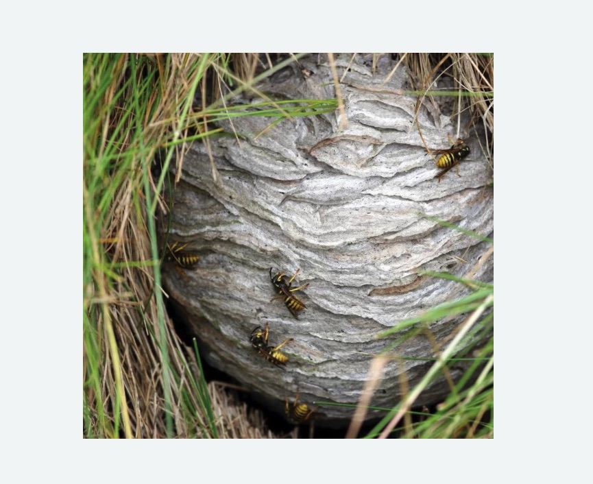 Уничтожение ос и ульев Цветной бульвар метро Москвы